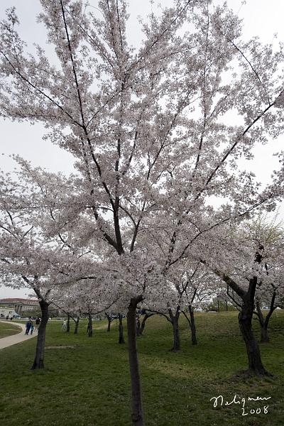 20080403_111532 D3 P.jpg - Cherry Blossom blooming